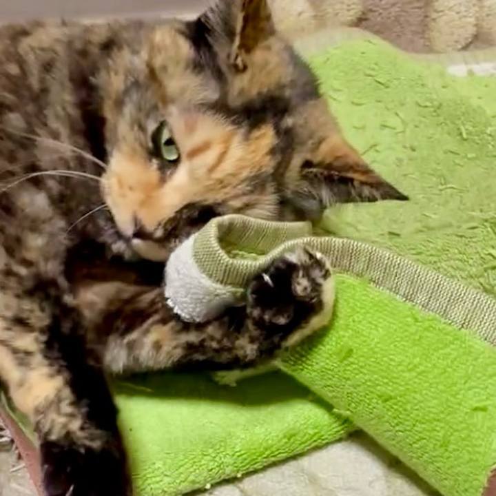 0820252d ce7c 45d6 93ea fddd2dca639f 1772746166343