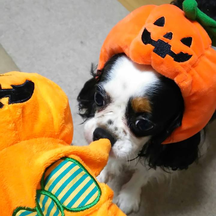 0820fcf9 7b0d 4ff7 b8be 2f56564d26b2 1539620056388