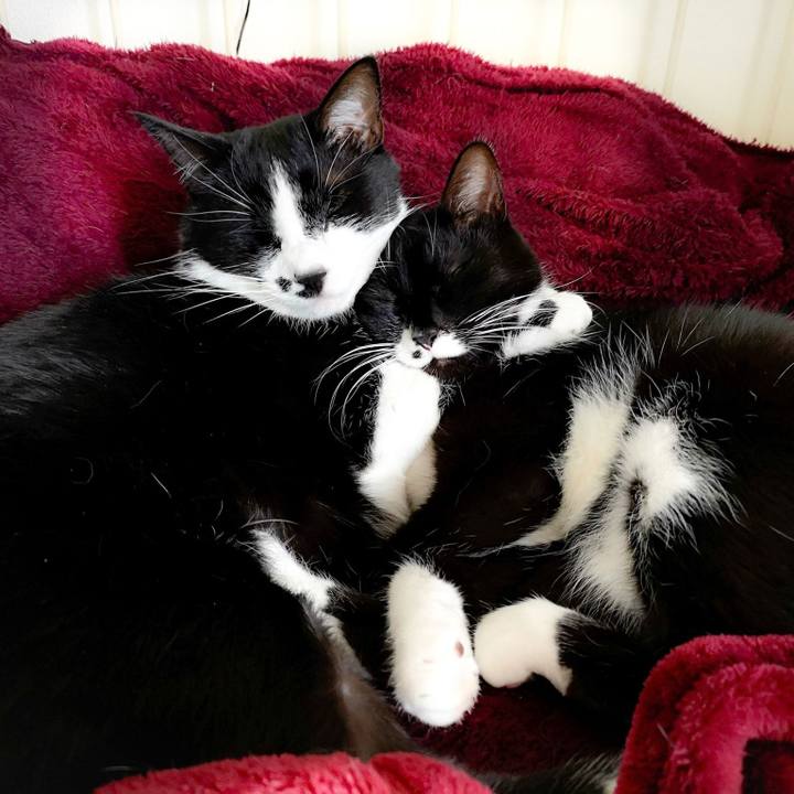 0821cc71 b4c0 42f7 991e 0d10ad9792d8 1553843149705