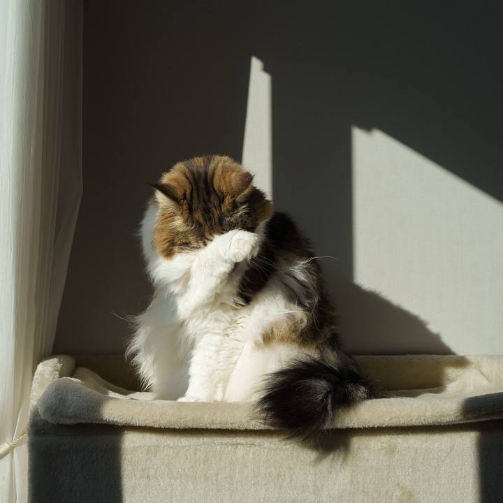 082207c0 0210 4fdc 85e2 dc10c2e68ea3 1739341811073