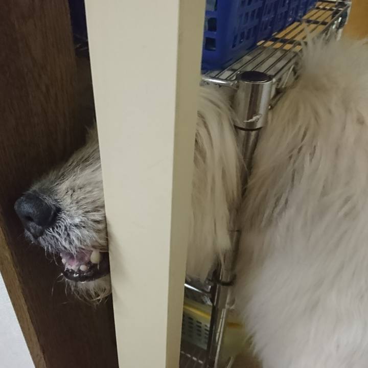 0826cba0 5a29 4de7 8214 6fa842a354ce 1591355870525