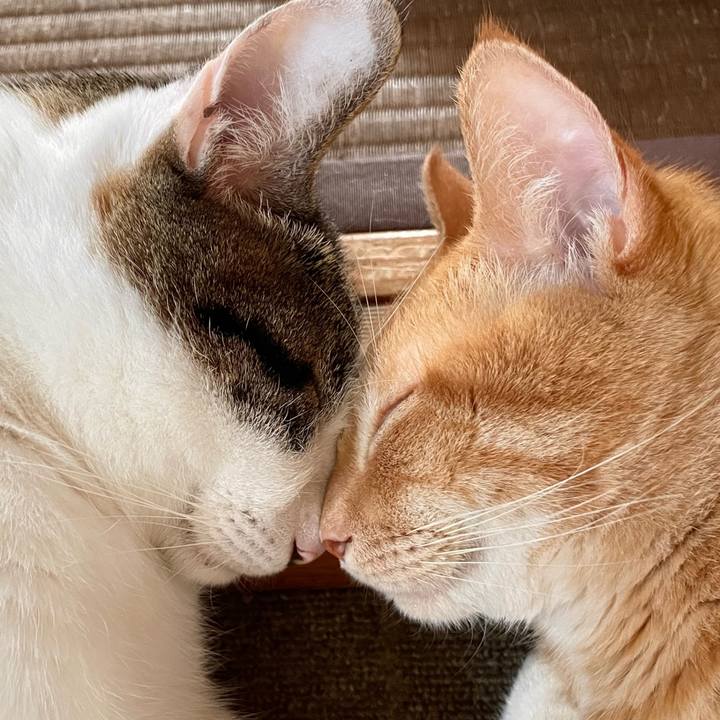 0827f2a1 4882 4002 9839 1bc85da89c2e 1771491072785