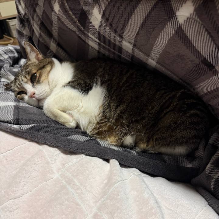 082bbf23 5159 49a2 989e bc72df15d33e 1766842425250