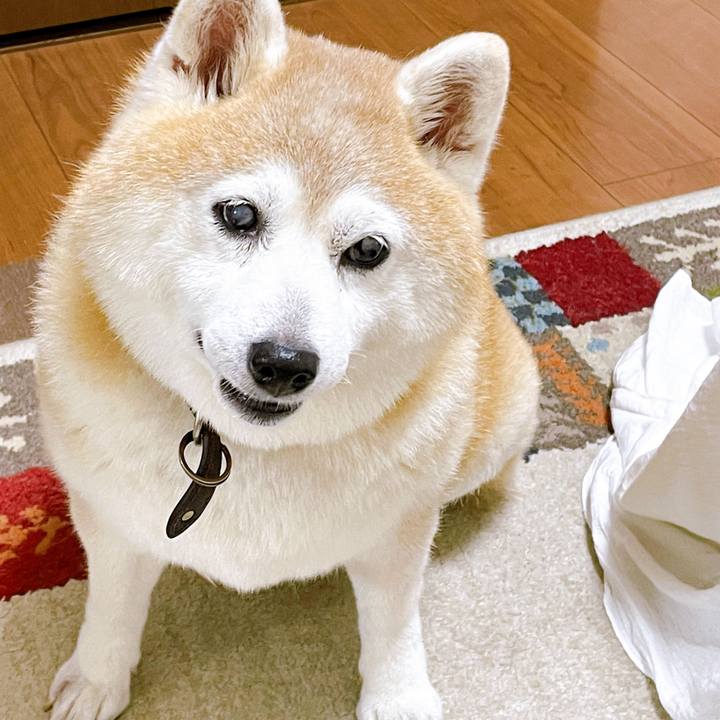 082bee3f 0806 4cd5 aa90 f6bf598dd707 1660894457590