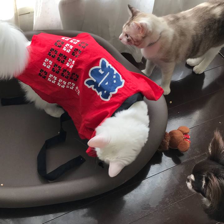 082c92ad 66ec 4e4e a325 7af2cb218f93 1534859373347