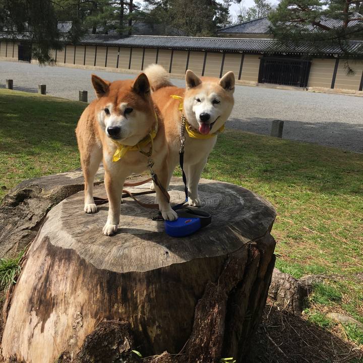 082ef91f 6c38 4ce8 b0e1 fb7de6abab6a 1521348089954