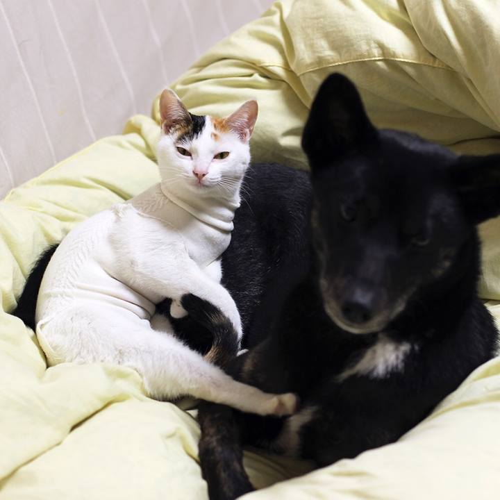 082f0f66 c253 41d4 b05a 44918ededeb6 1547725031335