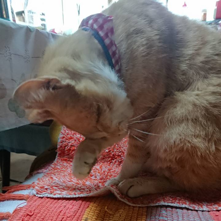 082f43e8 4a65 438a b6ed bd836b9d6ab5 1558558444164