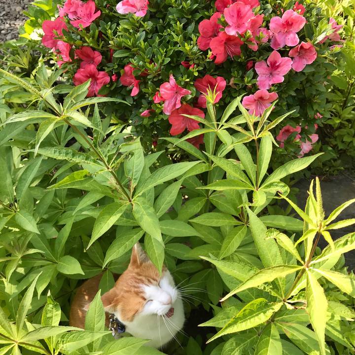 082f9a87 9749 4b64 a364 c17f5506145d 1527550614584