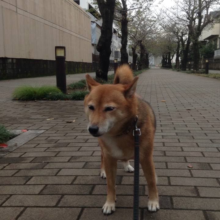 082fc046 d2e2 4f50 9765 ca5e82d7ccfb 1508226424254