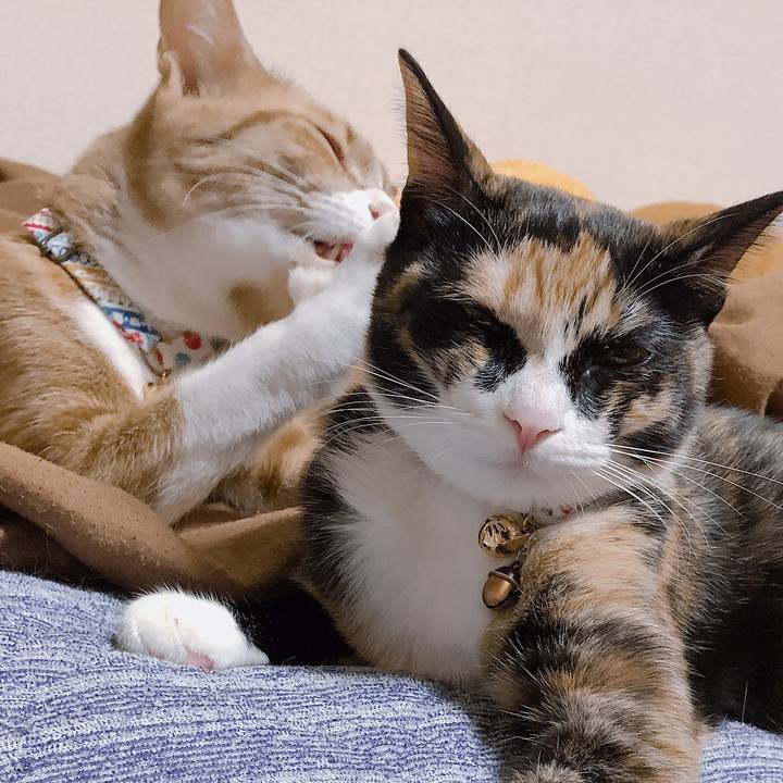 0830b3cb 3253 4711 8036 931644c74e44 1568724386349