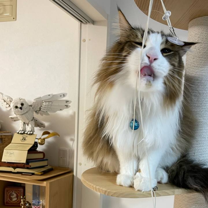 08310803 a109 4d8c 8968 e411bbbf0114 1716146924223