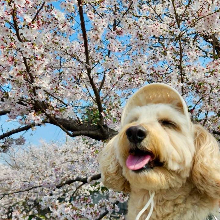 0831be4d e2b4 4d99 a67b 352d50431435 1774846160553