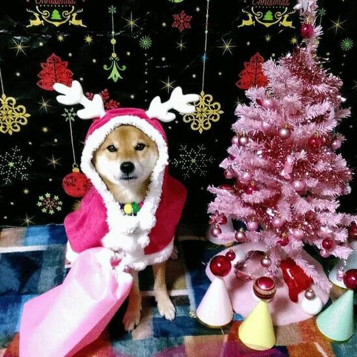 0834f310 17c3 4096 82bf 7db8d59108a9 1544529294073