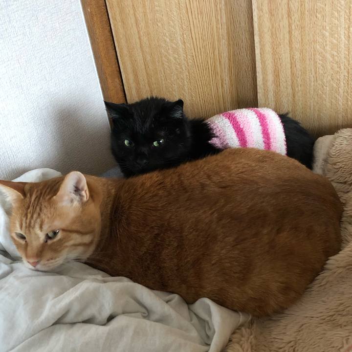 083cc9e6 3e8d 411f a662 9c857bda09b4 1587541404339