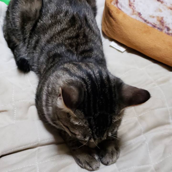 083d8e3f f4b5 40a0 9793 c2adb6cef205 1544966482269