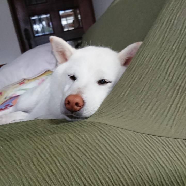 083db9e9 3fcf 47dc be8d 076742e80185 1535925171513