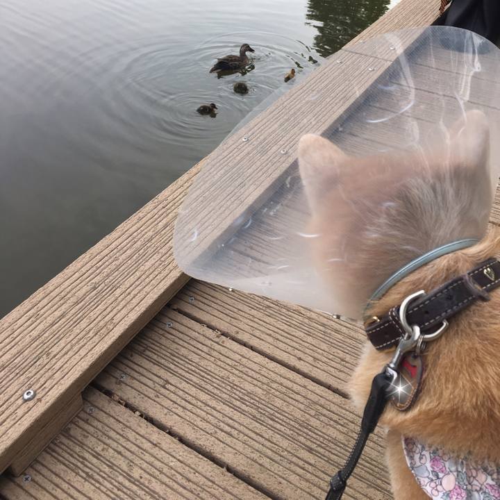 083e52f1 239f 47ac 85ba a33a793f0e6f 1527485815618