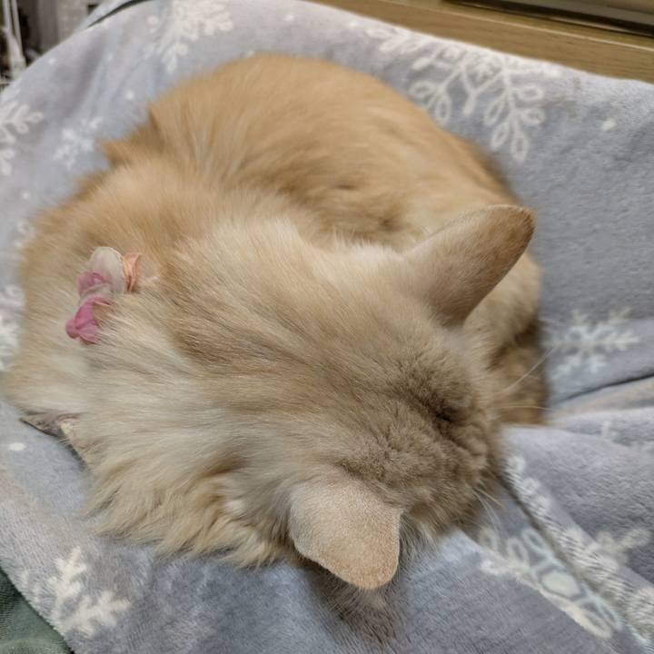 08425ab4 e907 43c3 a8d1 6bb18ec16206 1764587086698