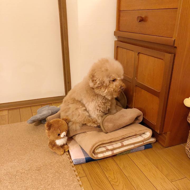 08443726 799f 46ed 929f 71c9e23e6dd6 1517785052252