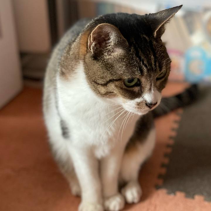 084ae6d4 81fa 48a0 a602 4ee367b30310 1604021633648