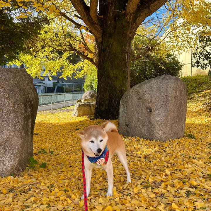 084e2ad6 23e7 49de 9a74 6c9aee1625f5 1732015910300