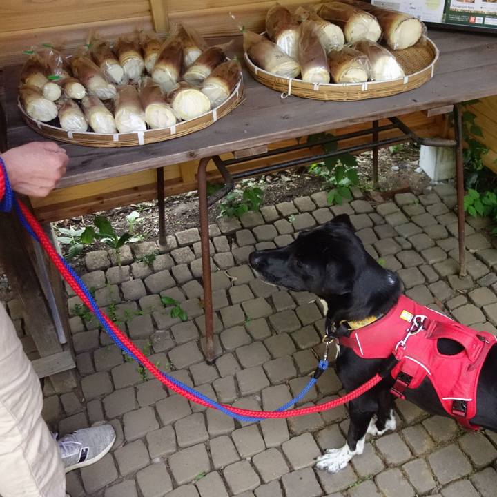 084f2d31 f8b9 471d 9b1d 5bca3fdd60c5 1588294679061