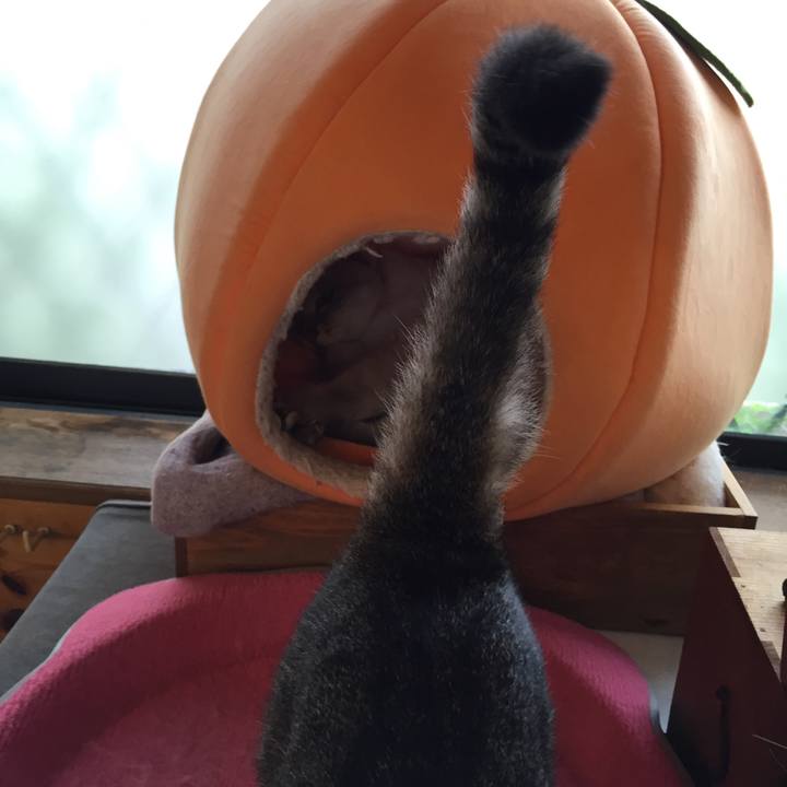 0850f96b 9129 4295 9eff 66d2dbfa8cd5 1536739875168