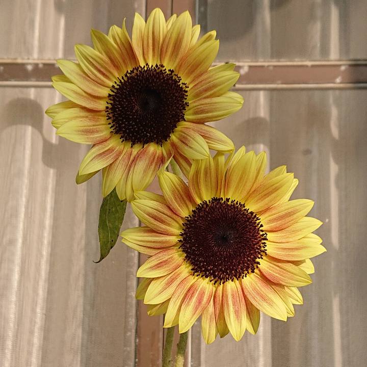 08561676 dea3 4bca a20c 8895bce65701 1597877086094