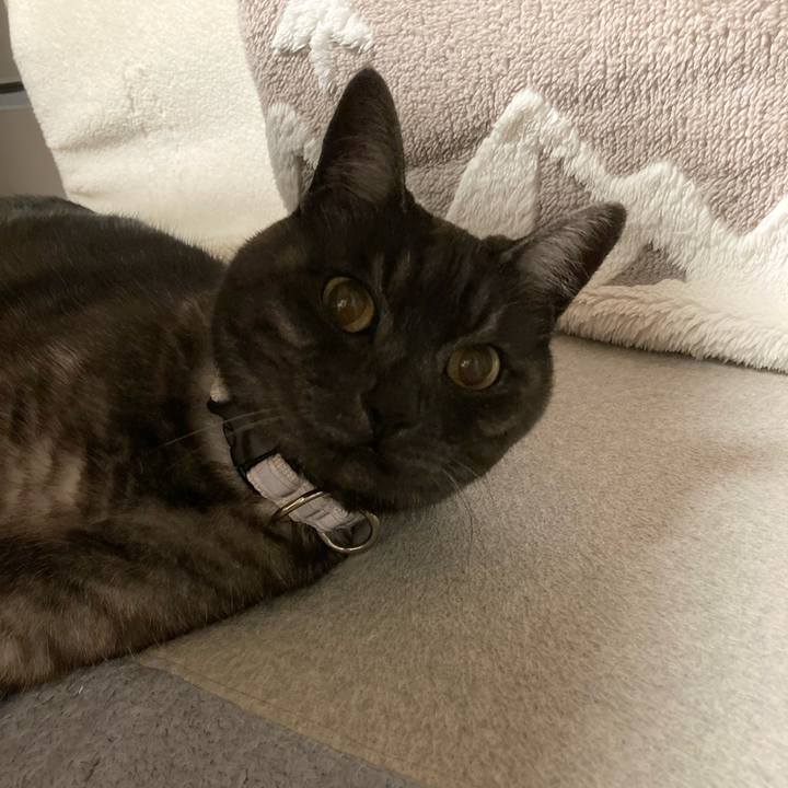 085a0730 ab8d 4445 beb5 2eefe0a94219 1770465857702