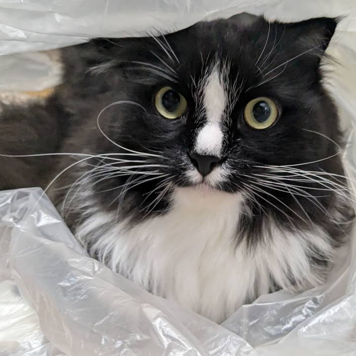 085a242a 5869 4a8d 8cc1 065dcf38e264 1749731316318