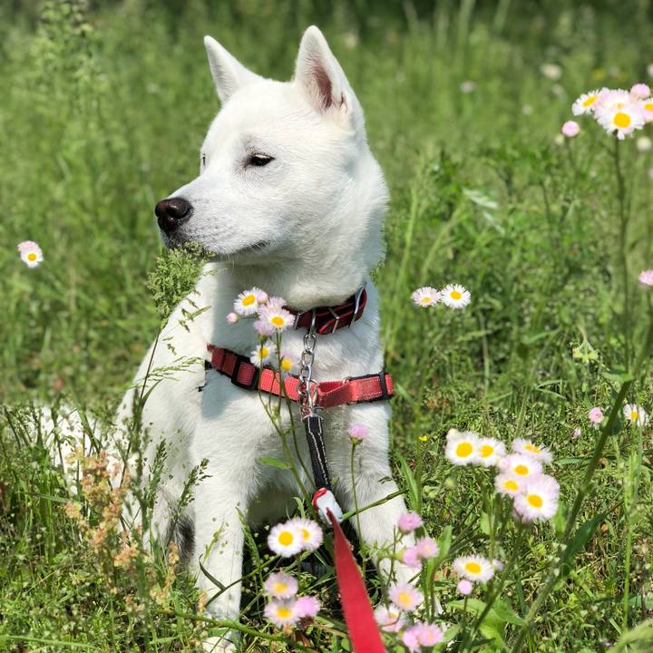 08605474 f780 4ea0 b44a 075e61d17390 1524880071525