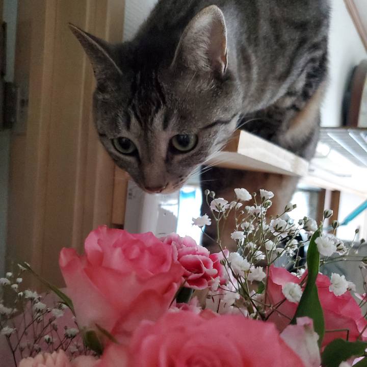 08628ede 1cf4 4ab8 badb 575d2d2b53f6 1744275308882