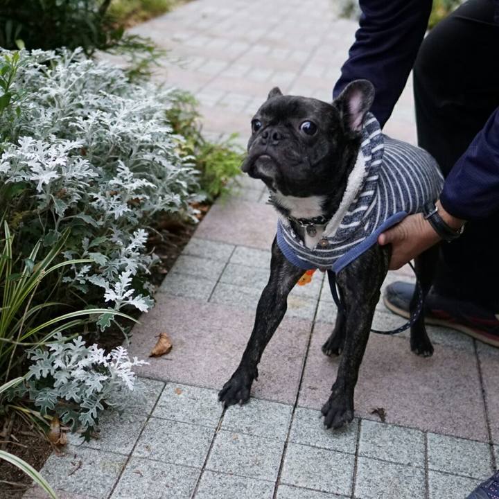 08629063 3762 4647 bef5 76793de3ffba 1509787832814