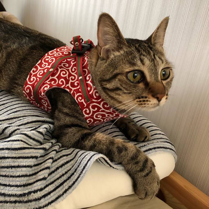 0862d44b cfbc 4512 ab4b 805d477dab29 1526980882159