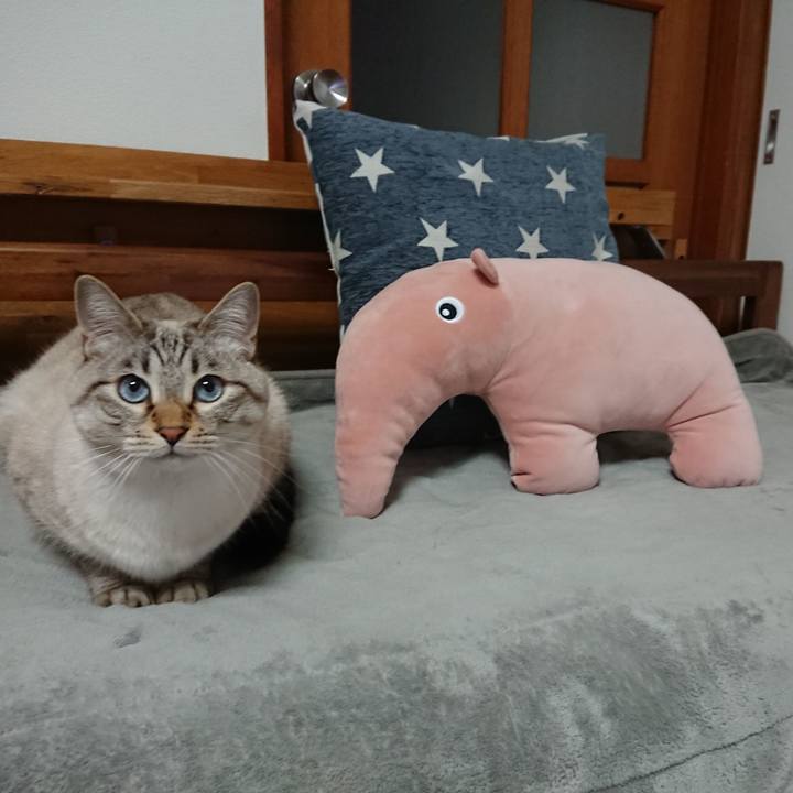 08655323 e847 4ace a69a 0a80e0e8a33c 1579955160141