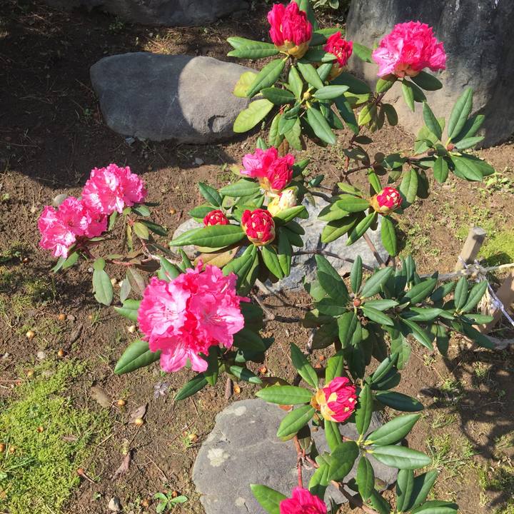 0866eb75 4ff1 4049 8eb2 8092c4fcb8bf 1525994233799