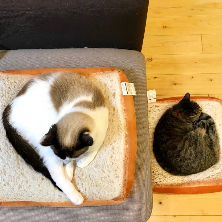 0868c3e1 c46d 465a b02c 732d0ce9e9d0 1550409887643