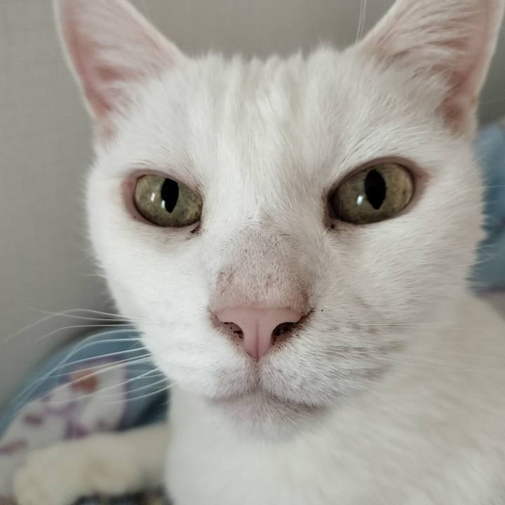 086a14c5 85e1 40e7 808b e41a2b586890 1762075098805