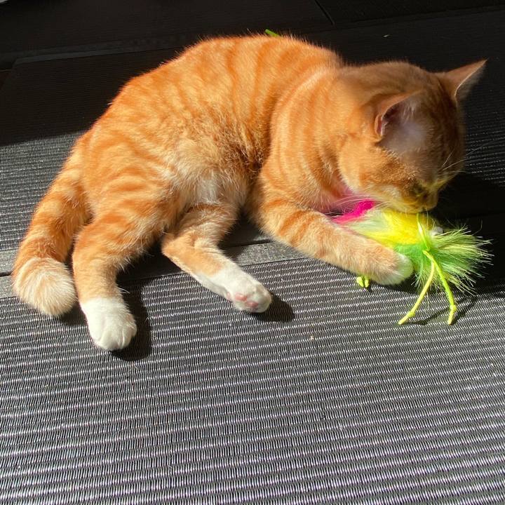 086b6725 334d 4623 9cec 0c4494765051 1582084851834