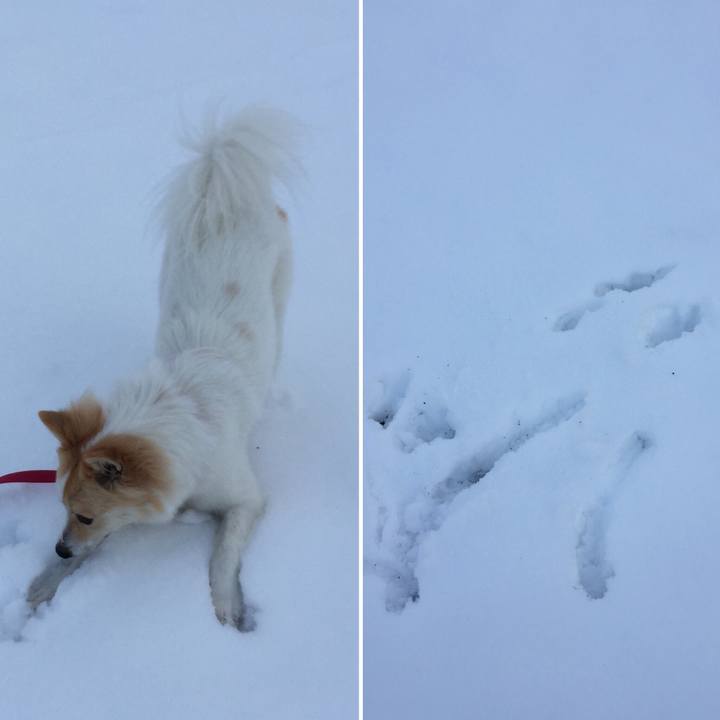 086b76de 385d 4a05 8374 a3651e12ffec 1517130921299