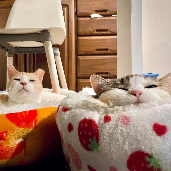 086c760d 552f 4767 aa29 bb94d63486d4 1734791470960