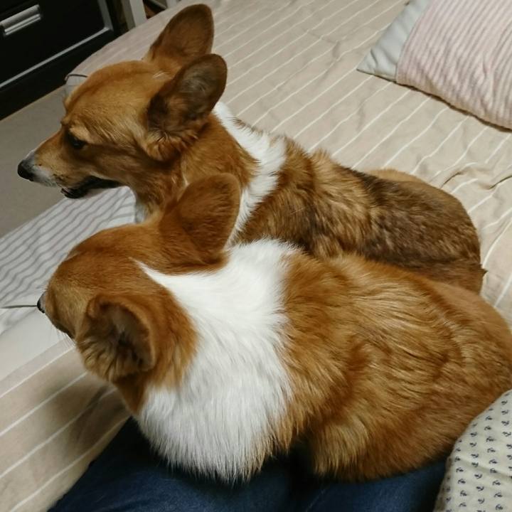 086db6a2 072e 45b2 bdff 110fca3aa566 1511529681373