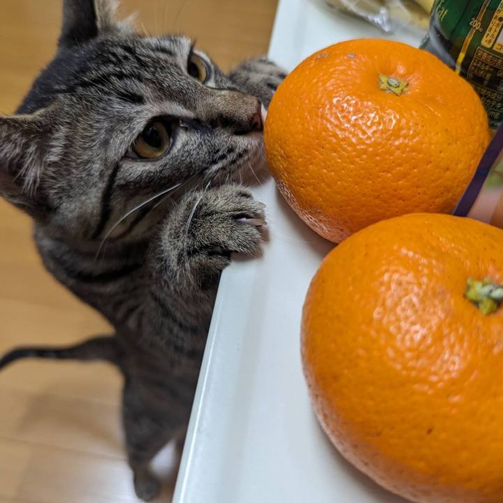 086f394c 4390 476d 8ad3 71898911198a 1707279976763