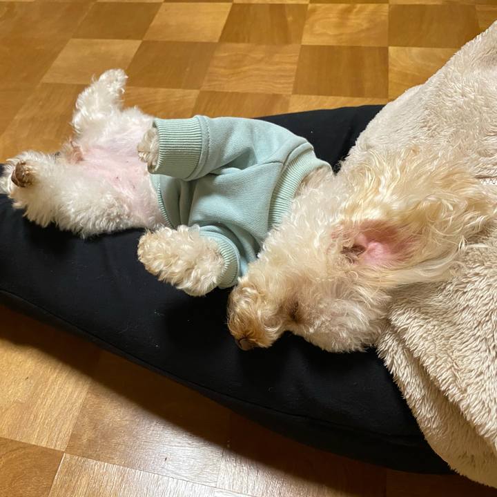 086f52e8 b8ec 4bad 8264 2e1c1a7730ef 1612264670318