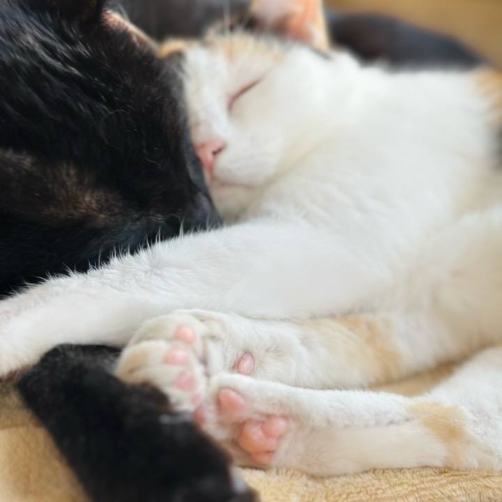 08735264 4560 452d 9fbb 46038632f761 1698888526912