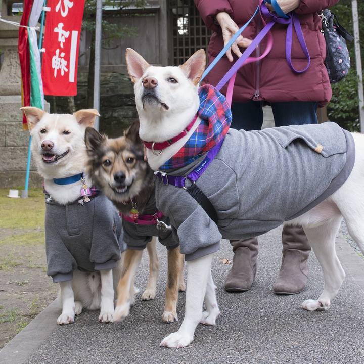 08779e08 f9bf 40d4 8ef2 96dea938f94c 1546871020093