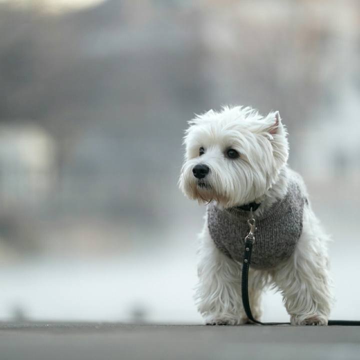 0877d7d6 0a15 4c49 8036 36828fedca6b 1513693684034