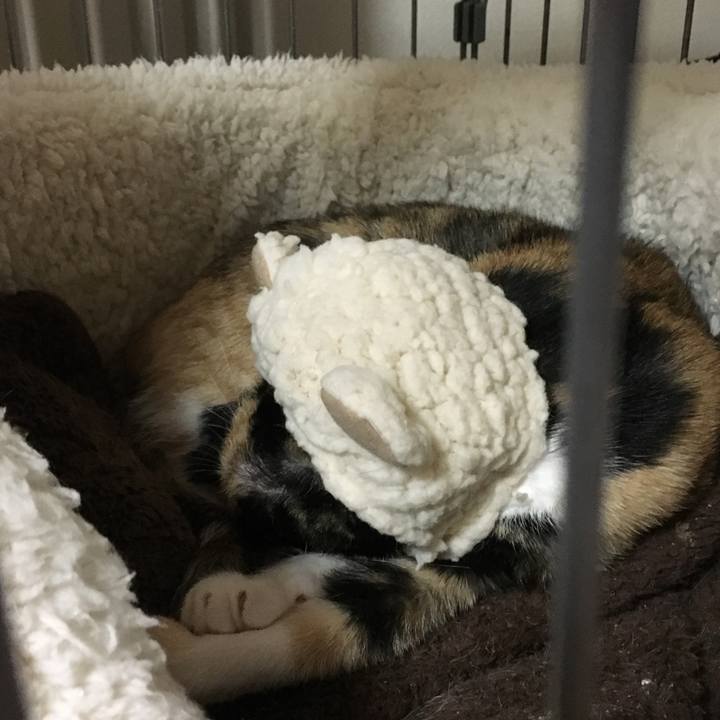 087ae01a 33a3 4e63 9299 3403f3e157ed 1517477267154