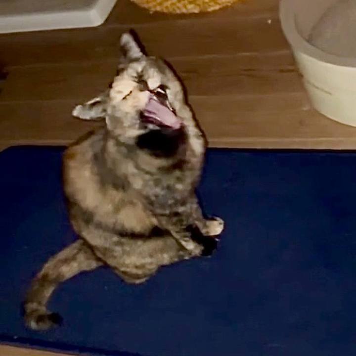 087aea8d 052c 4699 88e8 c3eed8dc92a2 1765746094619